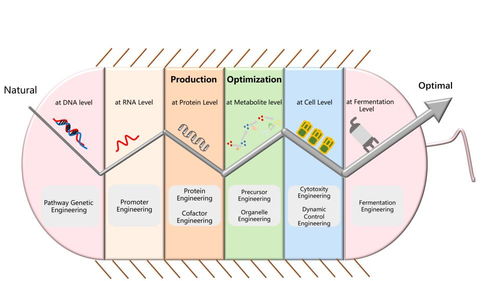 天科大現代釀造技術團隊在酵母代謝工程領域取得重要研究進展